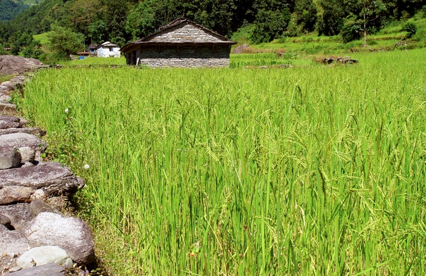 改善水質(zhì)最強(qiáng)的水生植物排行榜：第九為凈化污染物能手，浮萍上榜